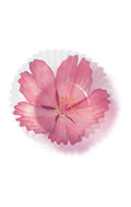 sakura.jpg